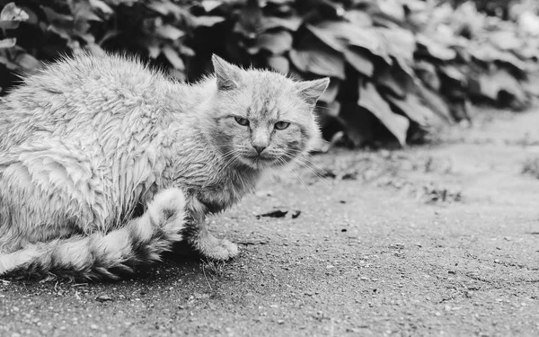 Мокрый кот в саду — стоковое фото