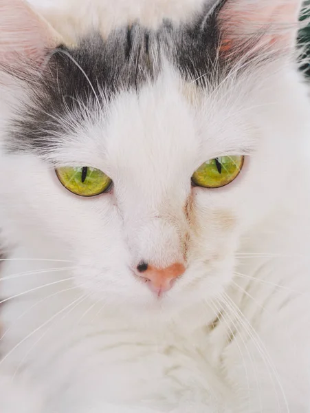 Vit katt med grönt öga — Stockfoto