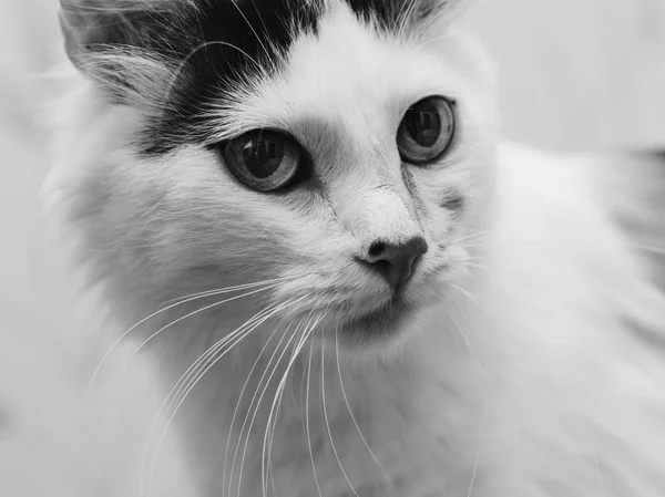 Valkoinen kesy kissa — kuvapankkivalokuva