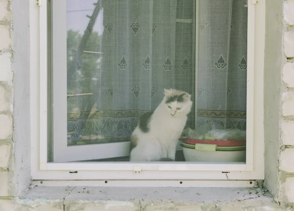 White cat sitting behind the window