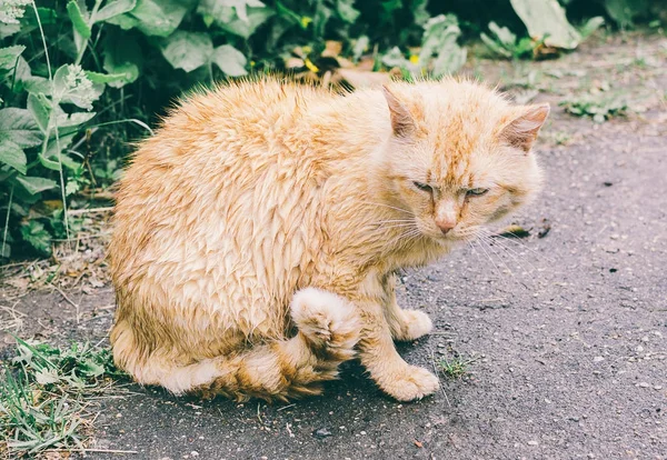 Mokré červená kočka po dešti — Stock fotografie