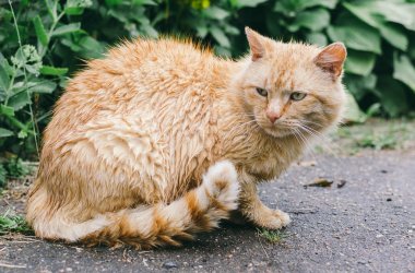 Sonra yağmur ıslak kırmızı kedi