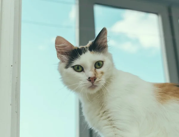 Kot na oknie — Zdjęcie stockowe