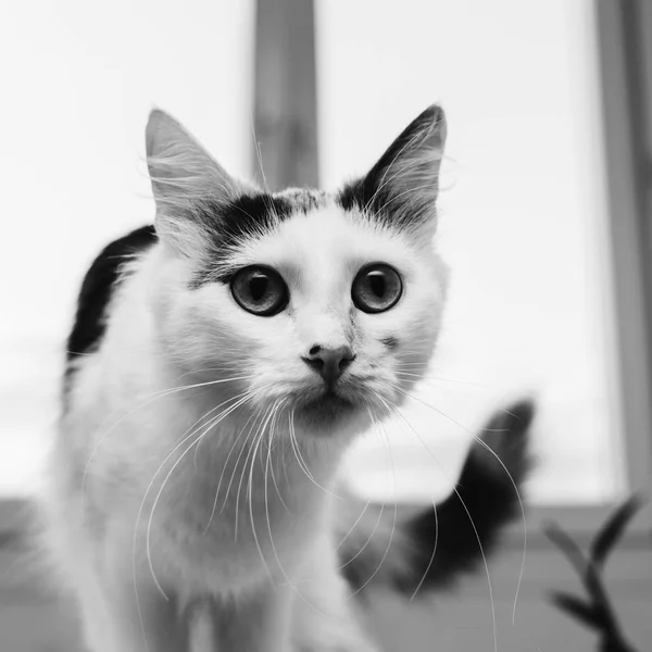 Gato doméstico blanco —  Fotos de Stock