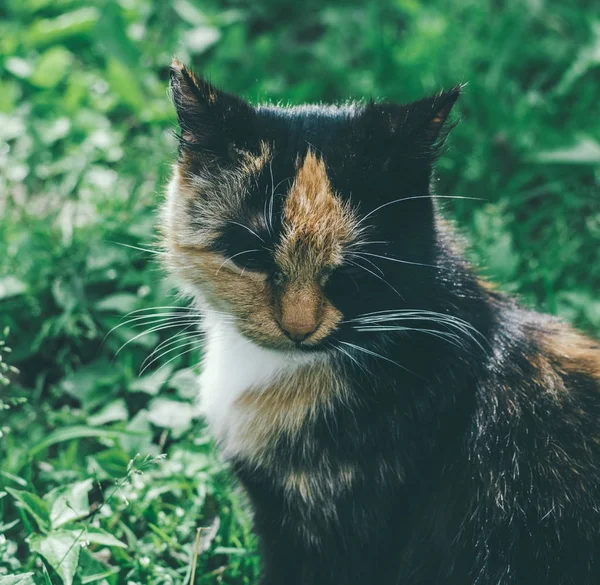 Roztomilý kočka sedí na trávě — Stock fotografie