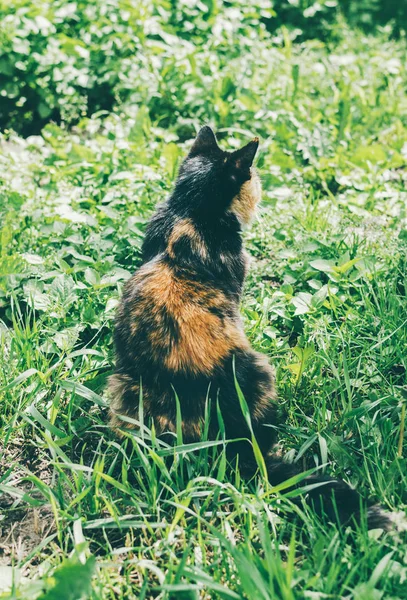 Çimenlerin üzerinde oturan sevimli kedi — Stok fotoğraf