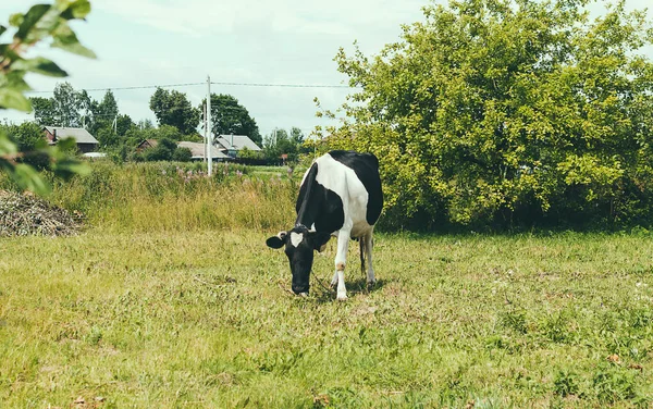 Kráva pasoucí se na zelené trávě — Stock fotografie