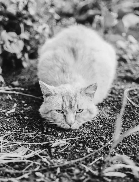 Wet cat in garden — Stock Photo, Image