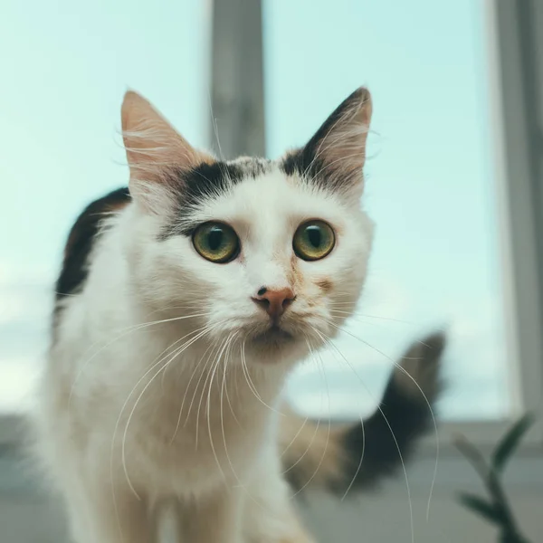 Penceredeki kedi — Stok fotoğraf
