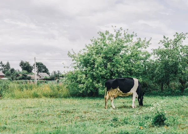 Koe in tuin — Stockfoto