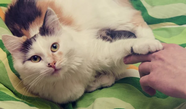 kedi ve el