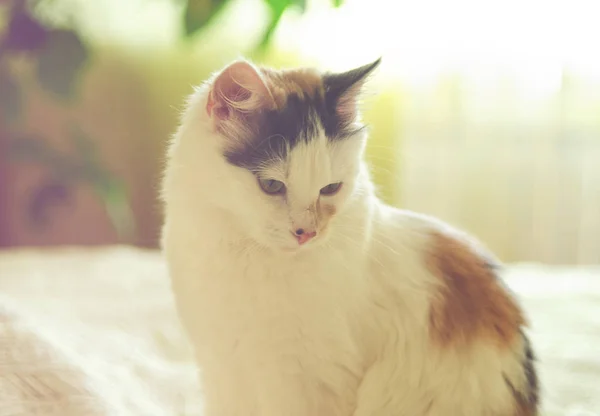 Katze auf dem Bett — Stockfoto