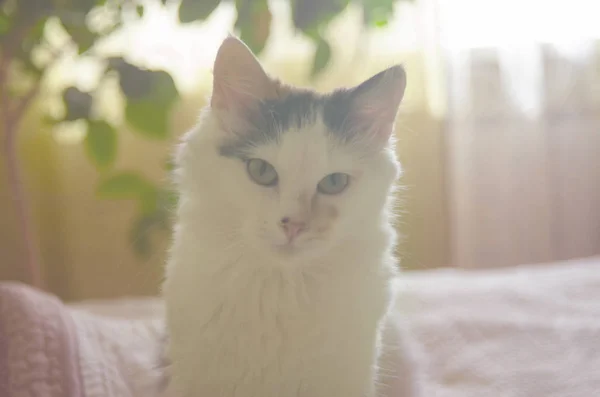 침대에 누워 있는 고양이 — 스톡 사진