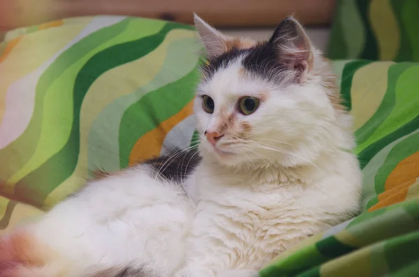 Gato em tthe cama — Fotografia de Stock