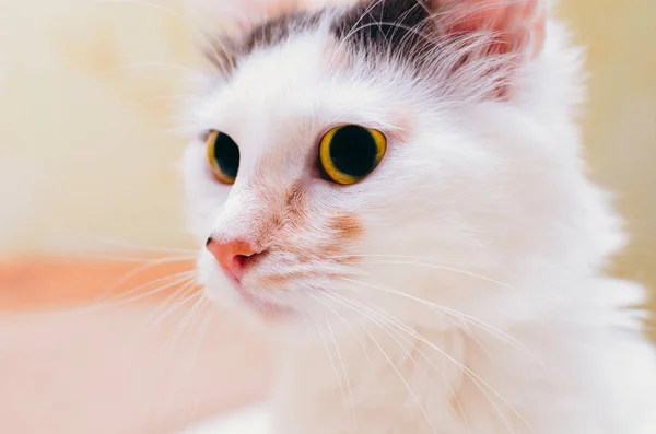 Retrato gato blanco —  Fotos de Stock