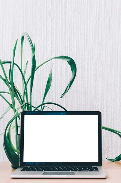 dizüstü bilgisayar masada