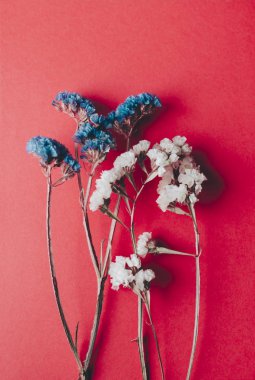 Renk çiçek dalları 