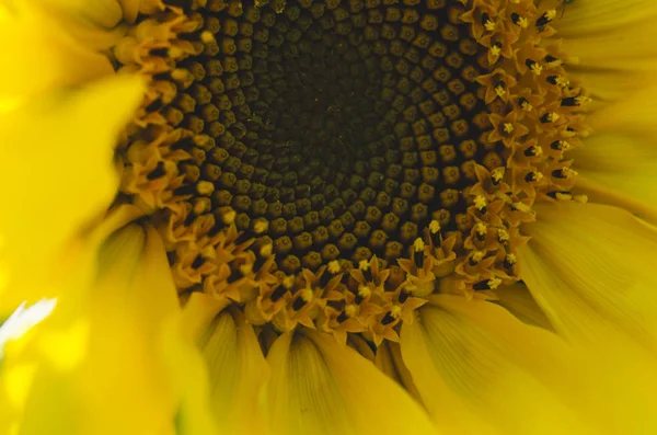 Zonnebloem in tuin — Stockfoto