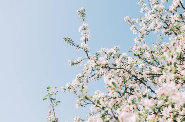 ağaçlarda çiçekler