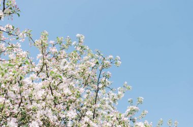 ağaçlarda çiçekler