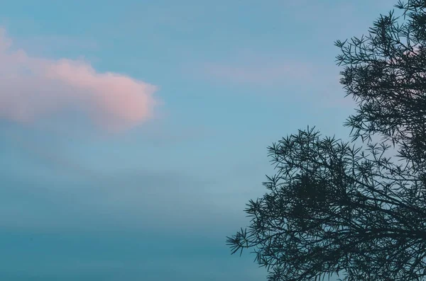 Árbol en el parque — Foto de Stock