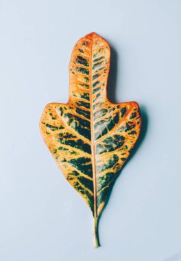 Büyük yaprak yeşil