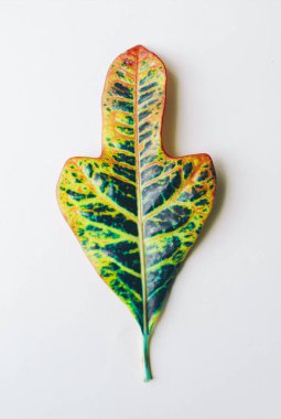 Büyük yaprak yeşil