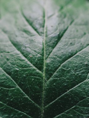 yakın çekim yaprak yeşil