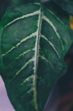 yaprak yeşil arka plan