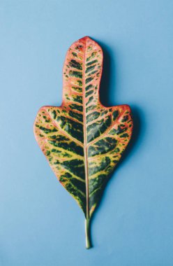 Büyük yaprak yeşil