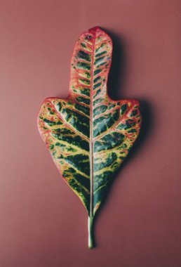 Büyük yaprak yeşil