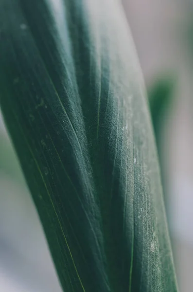 Feuille verte fond — Photo