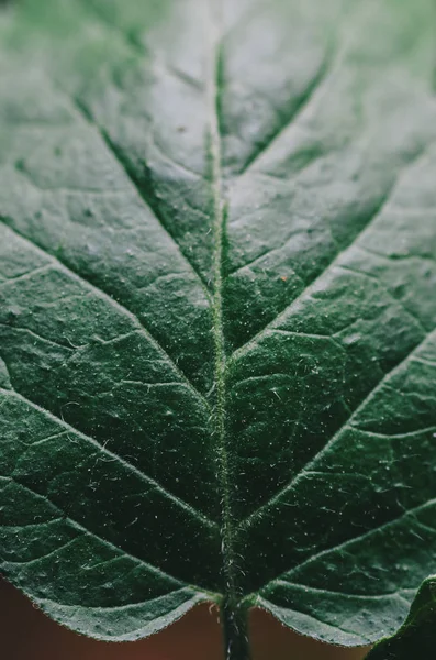 yakın çekim yaprak yeşil