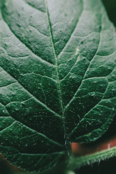 Gros plan feuille verte — Photo