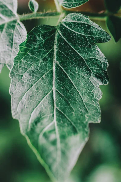 Gros plan feuille verte — Photo