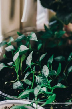 Bitki tohum kutusunda