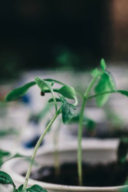 Bitki tohum kutusunda