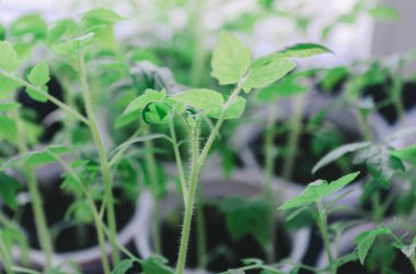 Bitki tohum kutusunda