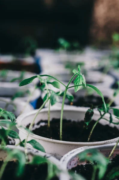 Sementes de plantas na caixa — Fotografia de Stock