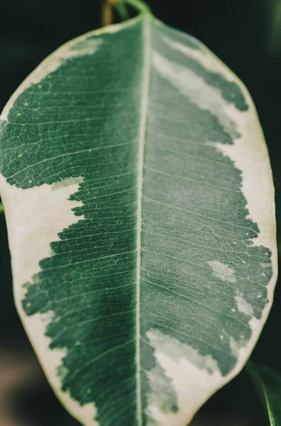 Feuille verte de la plante — Photo