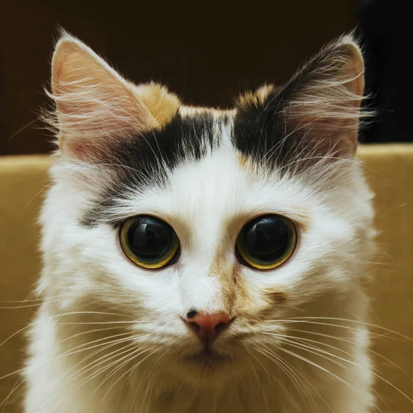 Портрет білий кіт — стокове фото