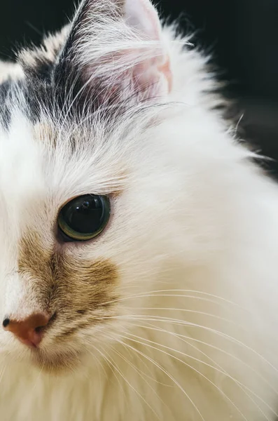 Chat blanc à la maison — Photo