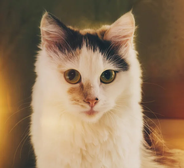 Porträt einer weißen Katze — Stockfoto