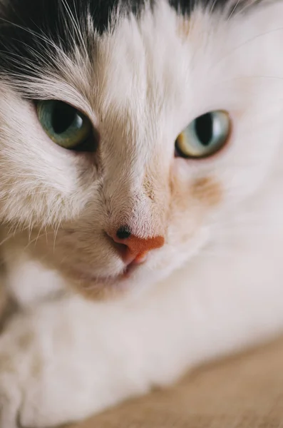 Portrait de chat blanc — Photo