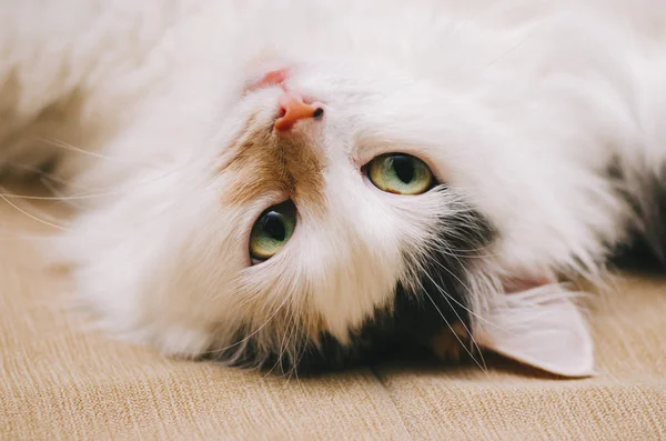 Wit kattenportret — Stockfoto