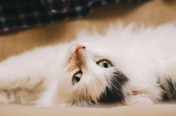 Retrato gato blanco —  Fotos de Stock