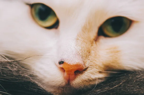 Retrato gato blanco —  Fotos de Stock