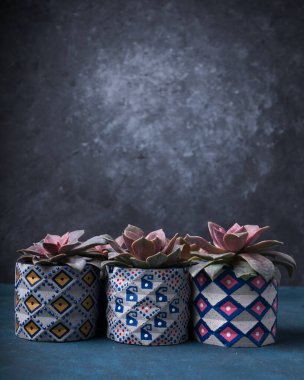 Ahşap masa arkaplanındaki metin için kopya alanı olan üst görünüm tatlı sulu bitki. Mavi, gri masadaki simetri sulu bitkisinin yakın görüntüsü. 