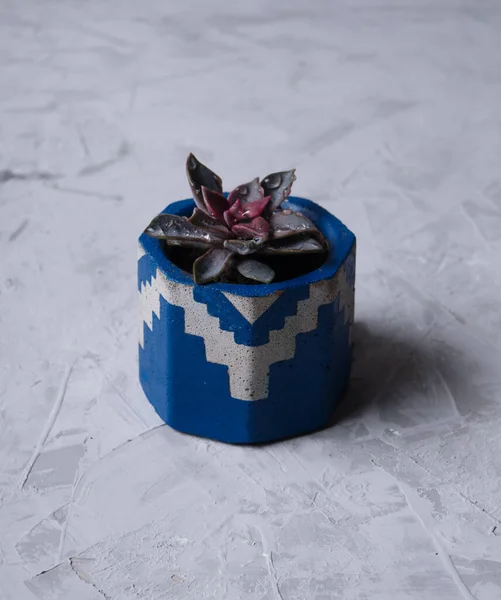 Top view cute succulent plant with copy space for text on wooden table background. close up view of symmetry succulent plant on blue , grey desk. succulent