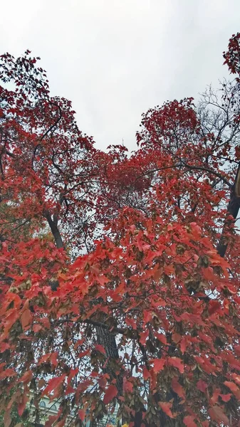 Осіннє листя бордовий жовтий — стокове фото